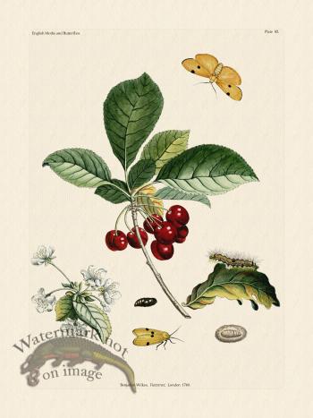 Wilkes Butterflies 085